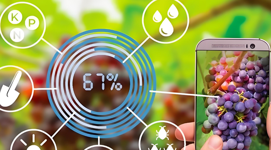 原生态健康食品的未来之路：风火蚁如何引领地皮菜产业的变革？